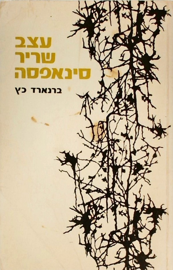 עצב שריר סינאפסה